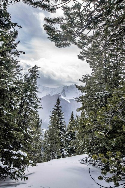 Viagem de um dia de inverno nas montanhas cobertas de neve na gôndola de Banff, Alberta, Canadá