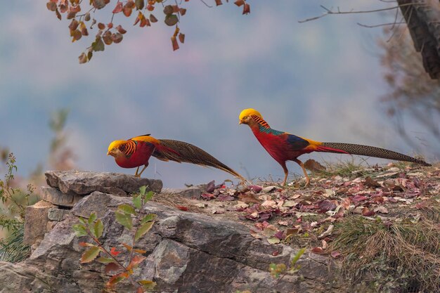 viagem natureza pássaro beleza cenário coruja ibis faisão vida selvagem