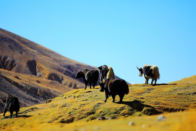 viagem paisagem tibetana