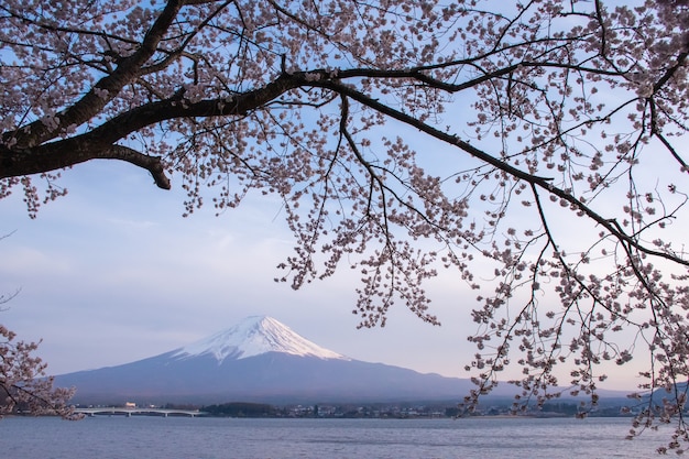 Viaja a japón con una escena muy hermosa de sakura cherry blossom y monte fuji
