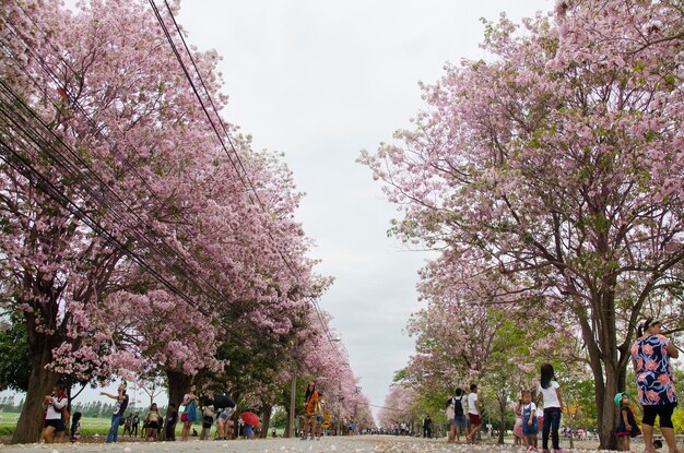 Viajantes asiáticos tailandeses visitam e posam para tirar foto com a árvore de trompete rosa no jardim em Kamphaeng Saen em 17 de abril de 2017 em Nakhon Pathom Tailândia