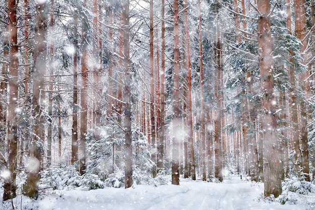 Viajar a Canadá paisaje forestal invernal, vista estacional, panorama en el bosque cubierto de nieve