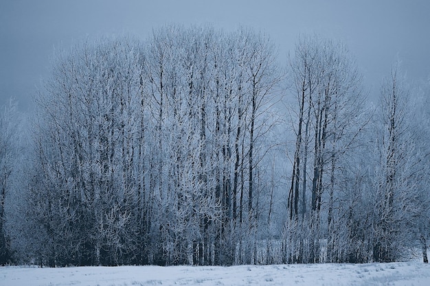 Viajar a Canadá paisaje forestal de invierno, vista estacional, panorama en el bosque cubierto de nieve