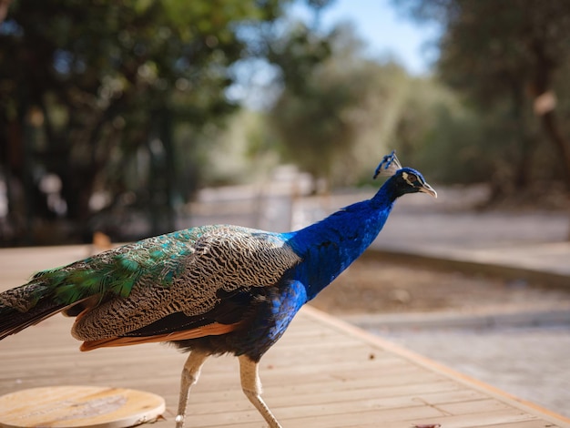 Viajar para a Turquia Kemer