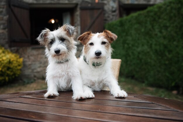 Viajar con perros o mascotas concepto dos jack russell dentro de una casa rural de turismo