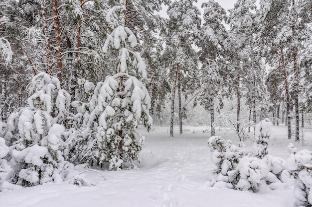 Viaje al bosque nevado. Camina en el bosque