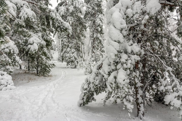 Viaje al bosque nevado. Camina en el bosque