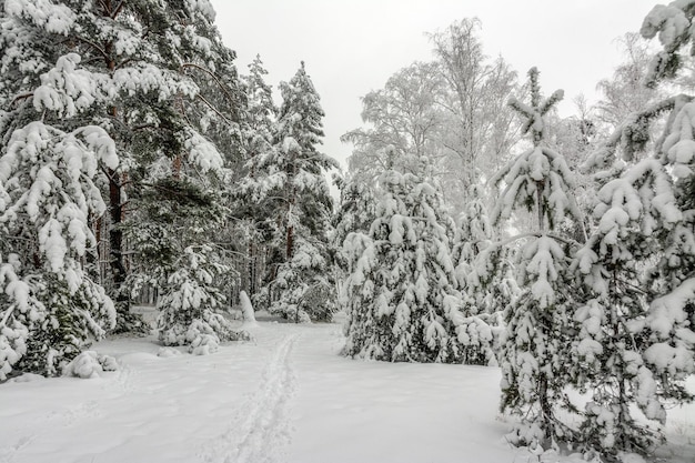 Viaje al bosque nevado. Camina en el bosque