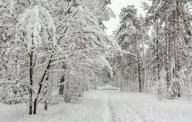 Viaje al bosque nevado. Camina en el bosque