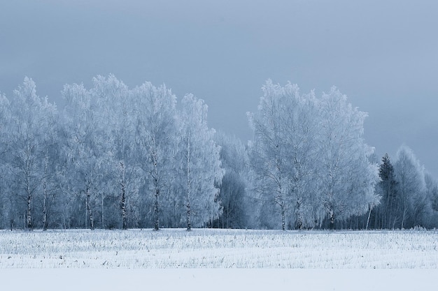 viaje al paisaje forestal invernal de canadá, vista estacional, panorama en el bosque cubierto de nieve