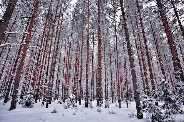 viaje al paisaje forestal invernal de canadá, vista estacional, panorama en el bosque cubierto de nieve