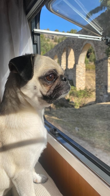 Viaje com cães. Cão de raça Pug dentro de uma autocaravana olhando pela janela