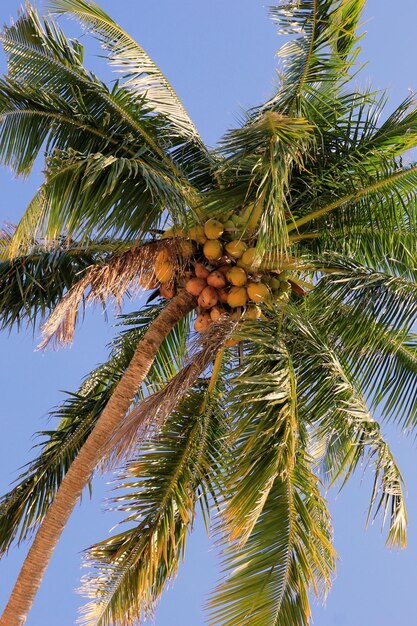 Viaje a la isla de Koh Chang, Tailandia La palma de coco