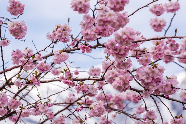 Viaje de primavera de Sochi