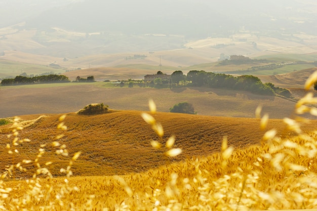 Foto viaje de verano a los viñedos y cipreses.