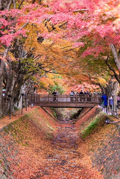 Viajero a Fujikawaguchiko Autumn Leaves Momiji Festival durante el día Maple corredor en Japón