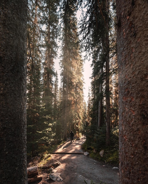 Viajero de senderismo en el bosque de pinos con sol en otoño en el parque nacional