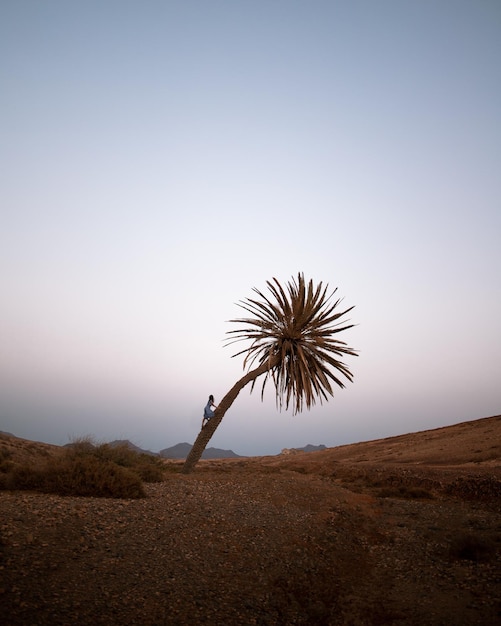 Viajero solo escalando palmeras en Fuerteventura durante la hora azul del atardecer