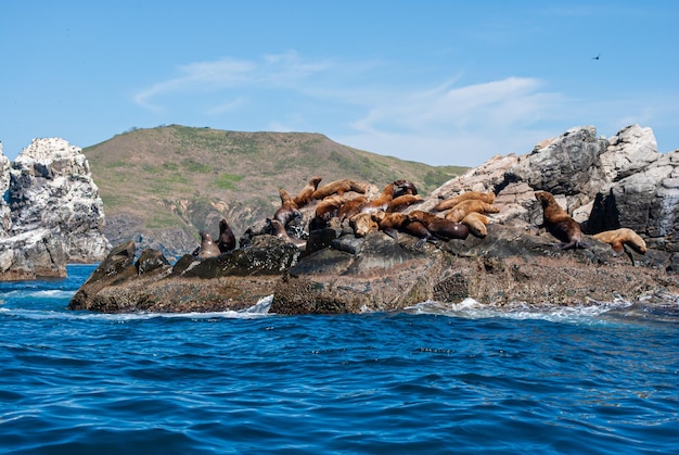 Foto viajes marítimos leones marinos en la colonia