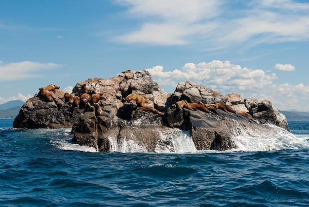 Foto viajes marítimos leones marinos en la colonia