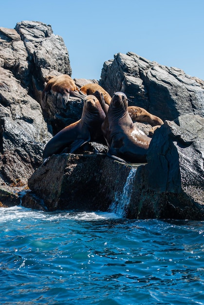 Foto viajes marítimos leones marinos en la colonia