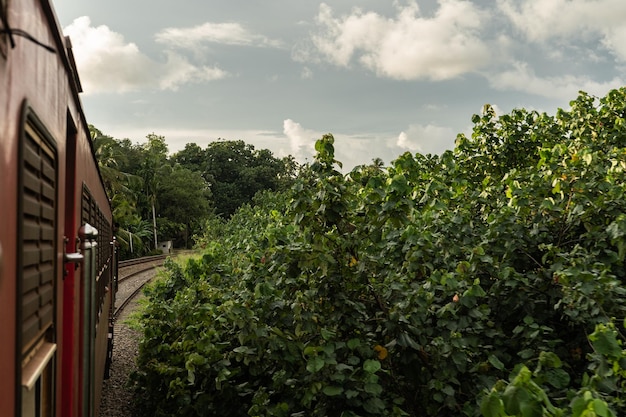 Viajes en tren por Asia Vista de los bosques a lo largo de la vía férrea