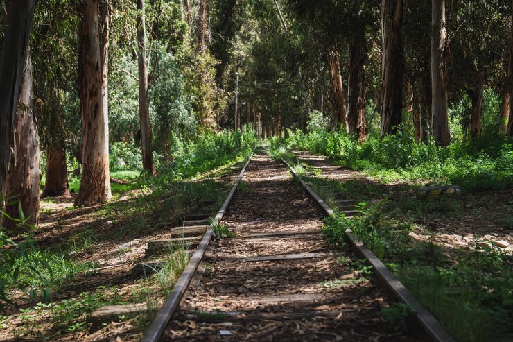 vías ferroviarias abandonadas en medio de un bosque con matorrales que crecen entre las vías