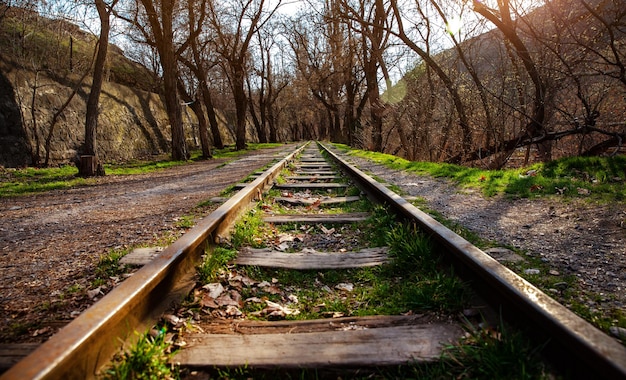 Vías de tren heladas con árboles