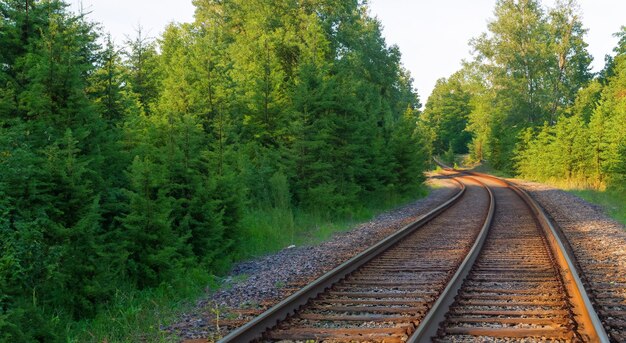 Vías de tren en medio de un bosque