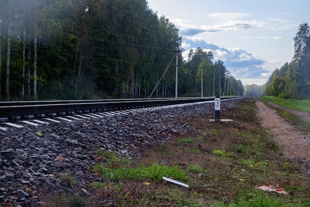 Las vías del tren van a lo lejos en el bosque