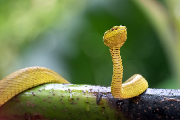 Víbora amarilla enrollada alrededor de una rama de árbol