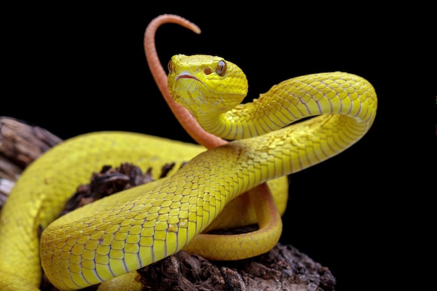 La víbora amarilla de labios blancos, serpiente muy venenosa, Trimeresurus insularis