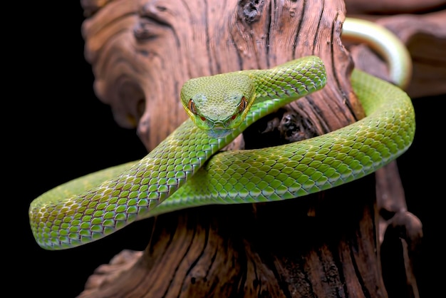 Víbora amarilla en la rama de un árbol