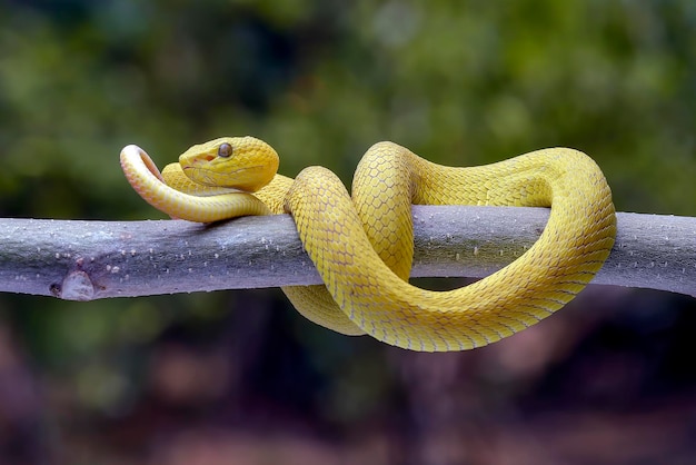 La víbora de árbol de labios blancos es una especie de víbora venenosa endémica del sudeste asiático.