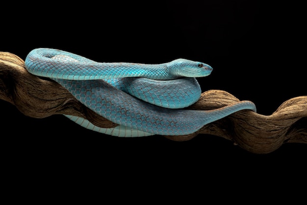 Víbora azul em fundo escuro