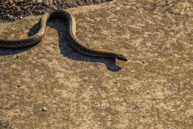 Víbora común europea Vipera berus