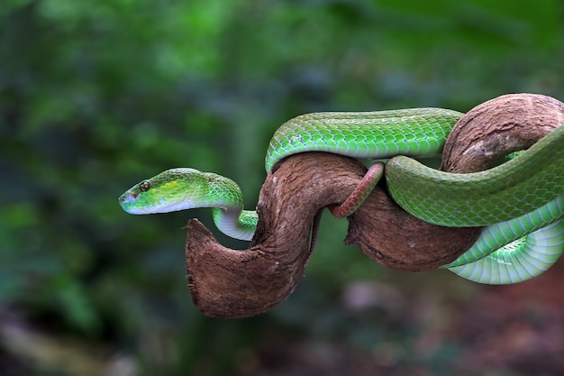 Foto víbora de árvore branca trimeresurus albolabris