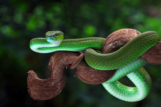 Víbora de árvore branca trimeresurus albolabris