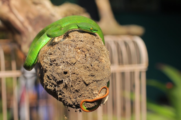 Víbora de lábios brancos ou víbora de árvore de lábios brancos, é uma víbora venenosa endêmica do Sudeste Asiático