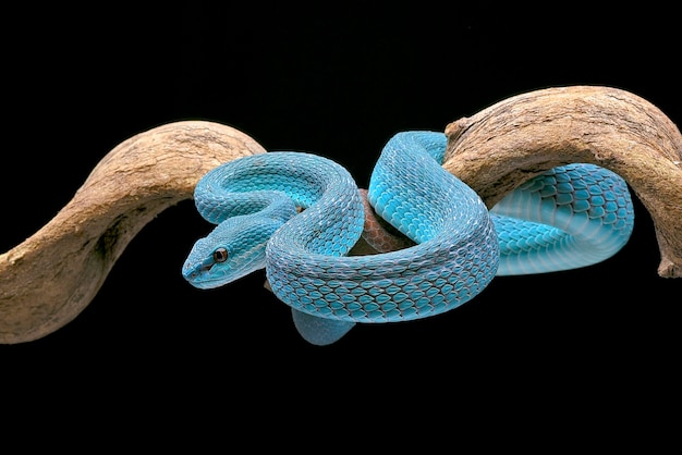 Foto víbora de lábios brancos (trimeresurus insularis) em fundo preto