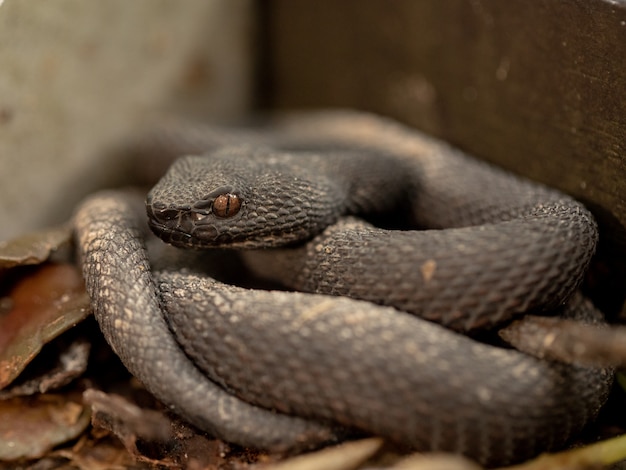 Víbora de pequeno mangue, trimeresurus purpureomaculatus, descansando pelos trilhos do calçadão.