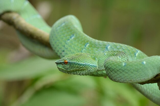 Foto víbora de poço verde cobra de poço de árvore