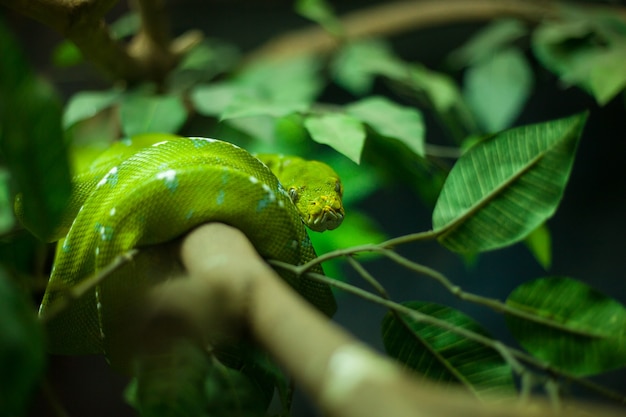 Foto víbora de poço verde.