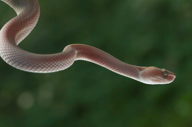 Víbora do mangue trimeresurus purpureomaculatus