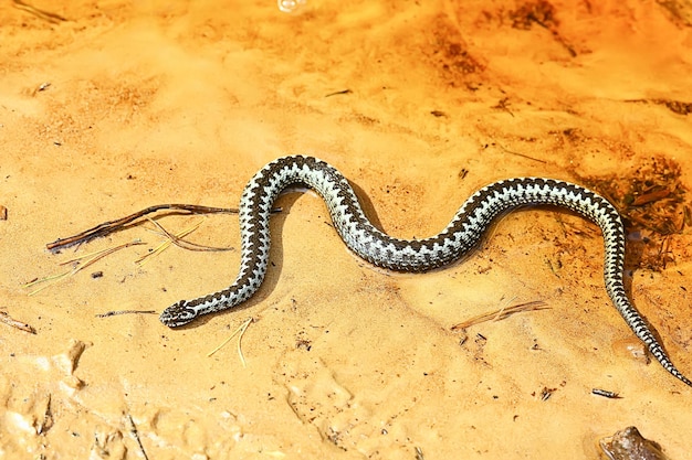 víbora europea azul, serpiente venenosa peligrosa rayada naturaleza salvaje