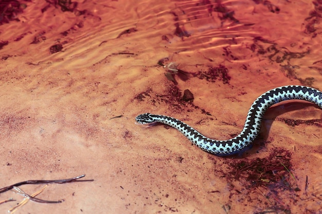 víbora europeia azul, listrada venenosa perigosa cobra natureza selvagem