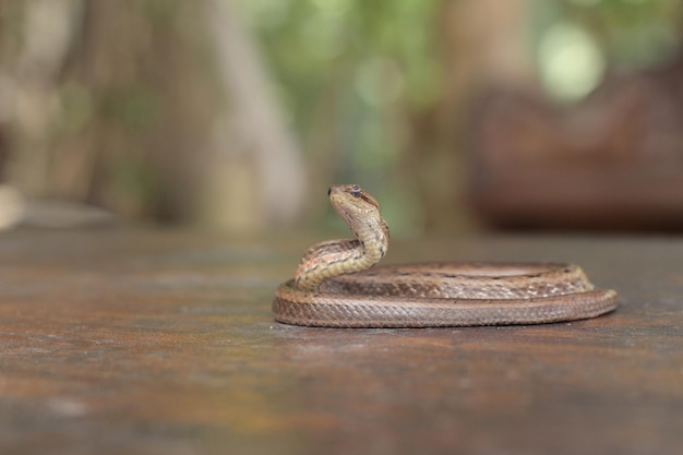 La víbora falsa es una serpiente pequeña y una serpiente no venenosa