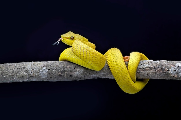 La víbora de foseta de labios blancos o víbora de árbol de labios blancos, es una víbora de foseta venenosa