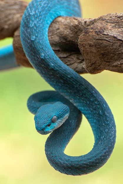 la víbora de la isla de labios blancos