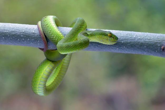 Víbora de labios blancos en la rama de un árbol